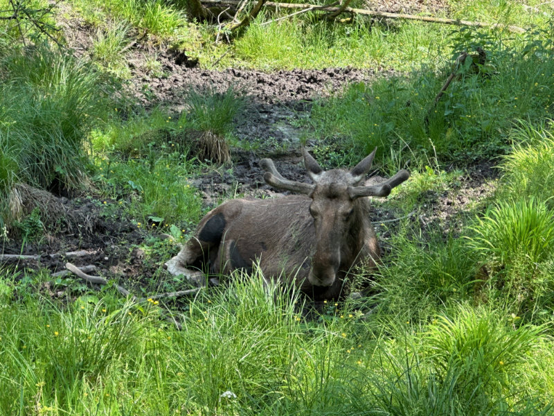Wildpark Grnau