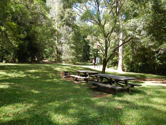 Dorrigo NP