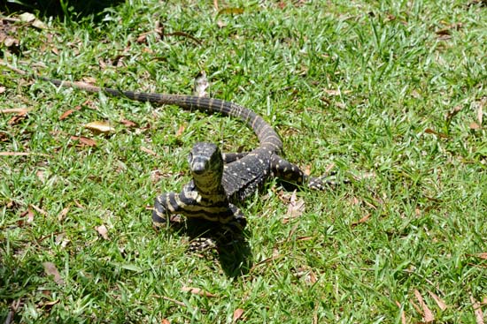 Lace Monitor