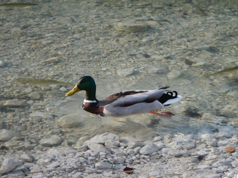 Stockente