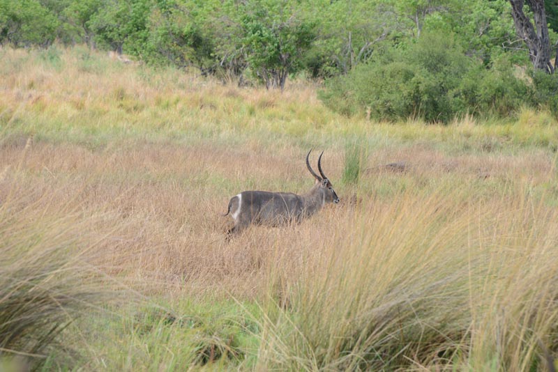 Waterbuck