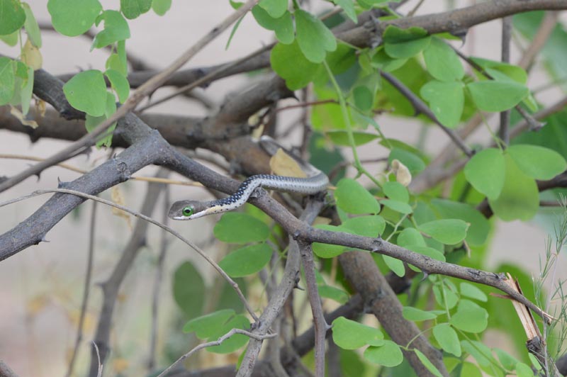 Juvenile Boomslang