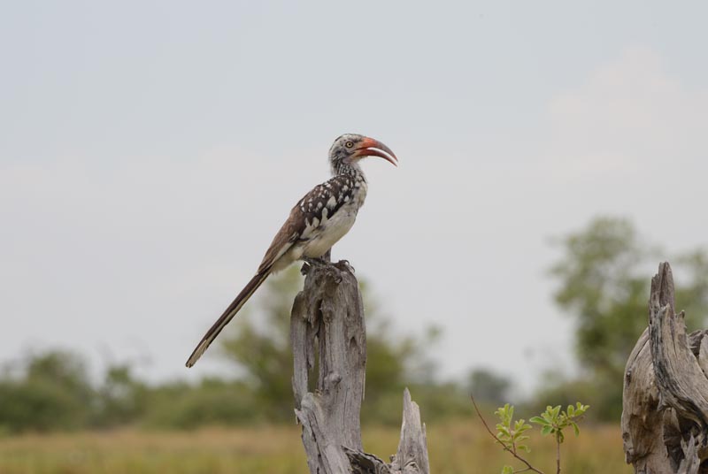 Red-billed Hornbill
