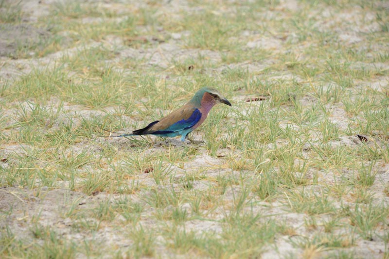 Lilac-breasted Roller