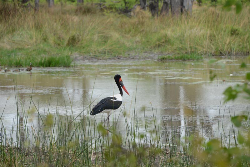 Saddle-billed Storck