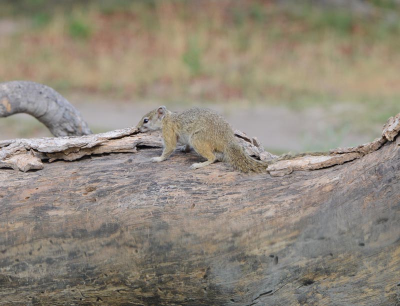 Tree Squirrel