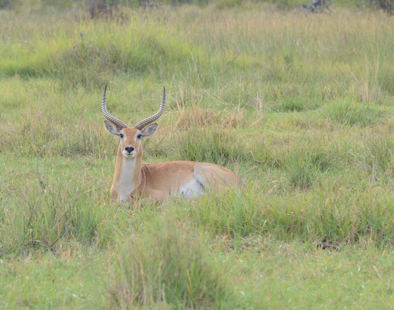 Lechwe