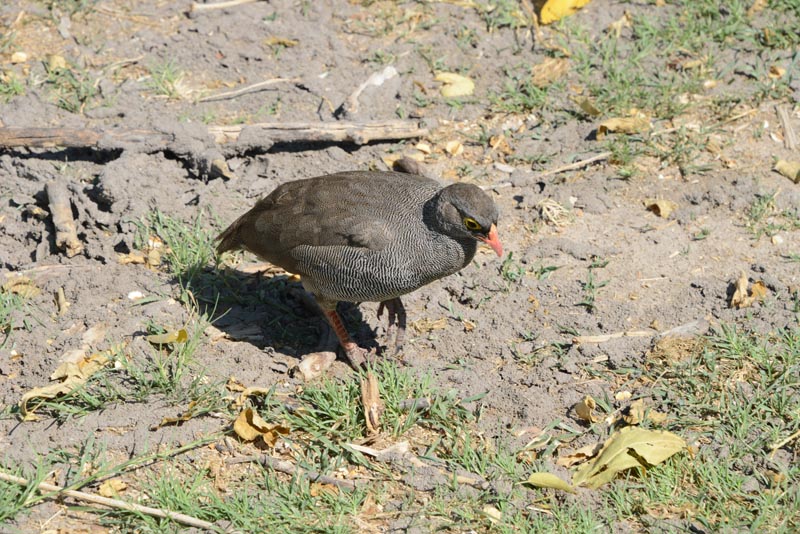 Red-billed Spurfowl