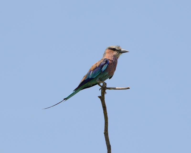 Lilac-breasted Roller