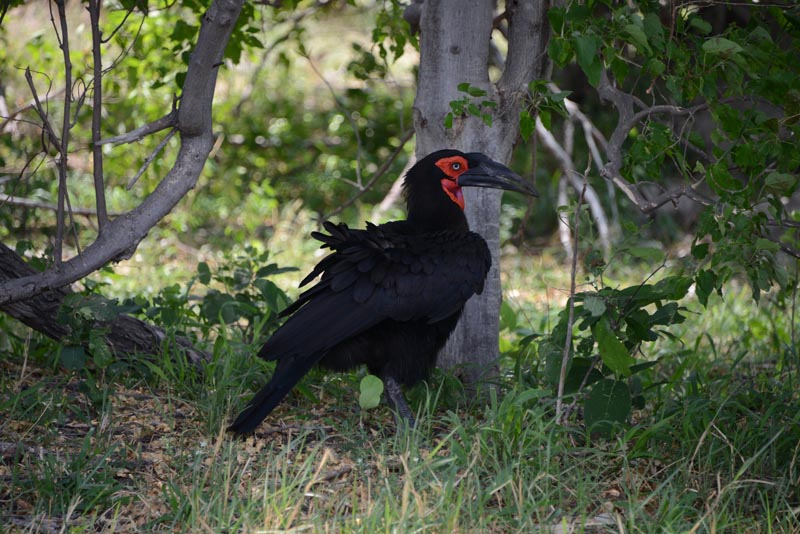 Southern Ground-Hornbill