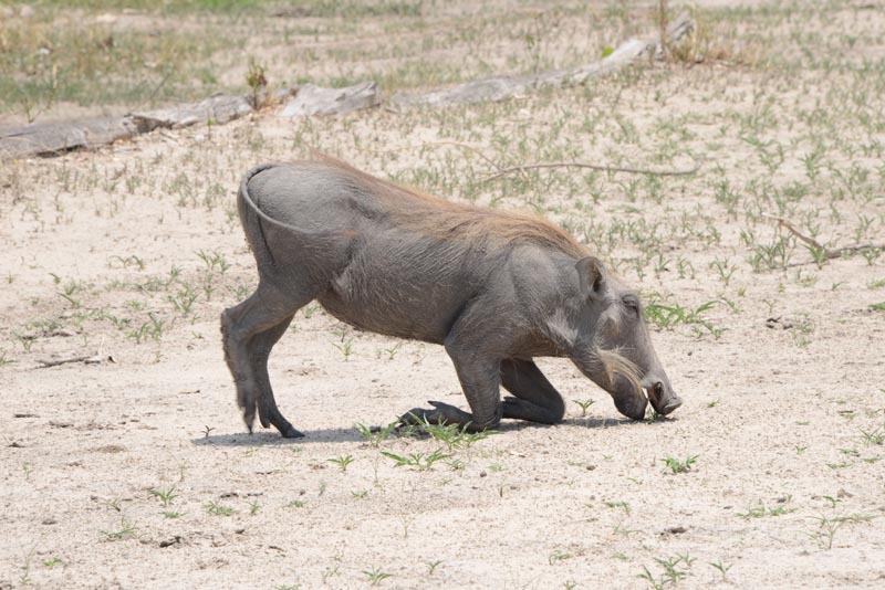 Warthog