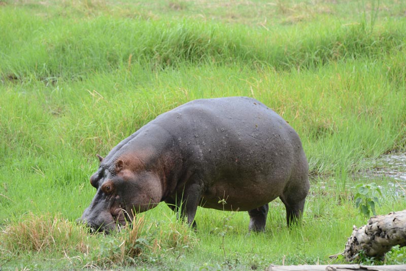 Hippo