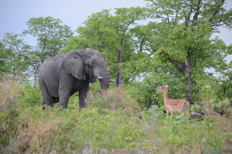 Elephant & Impala