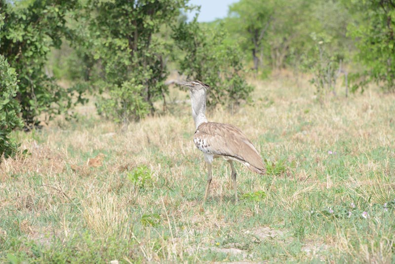 Kori Bustard