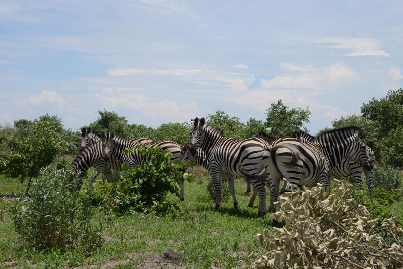 Zebra