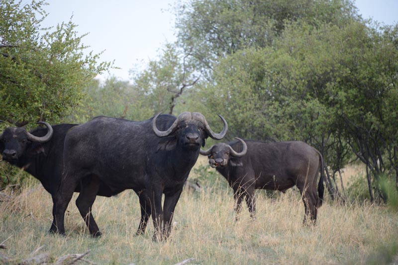 African Buffalo