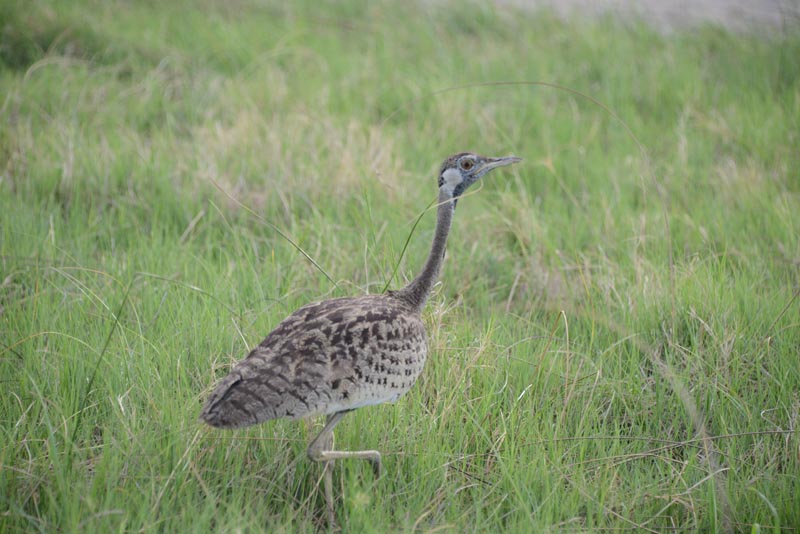 Black-bellied Bustard
