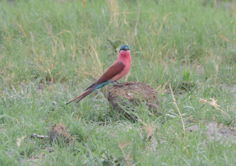 Southern Carmine Bee-eater