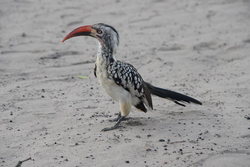 Red-billed Hornbill
