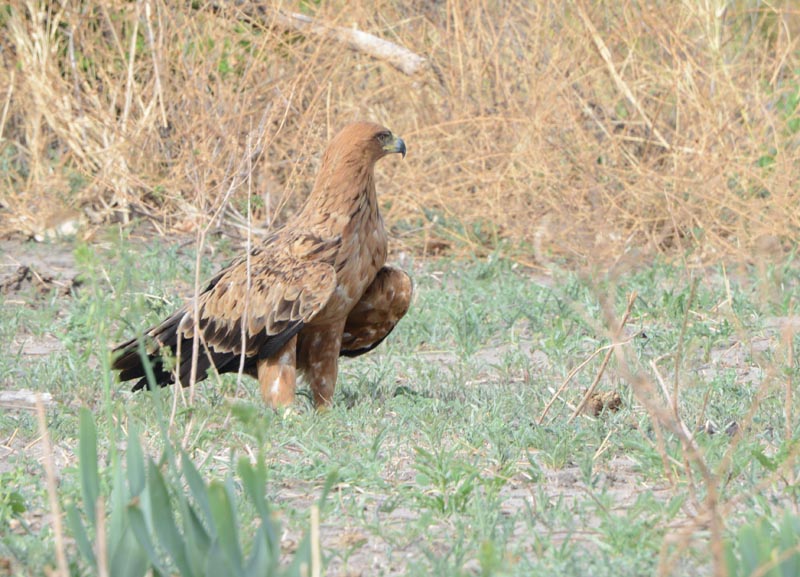 Tawny Eagle