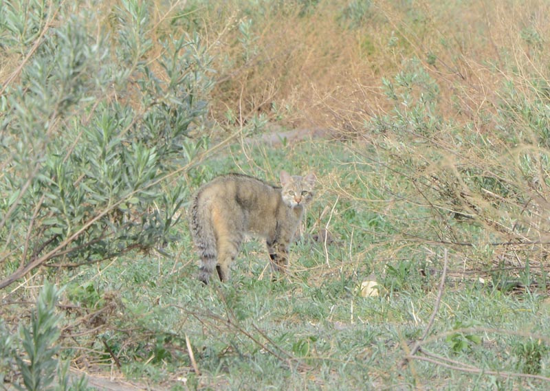 African Wild Cat