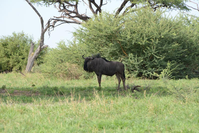 Blue Wildebeest