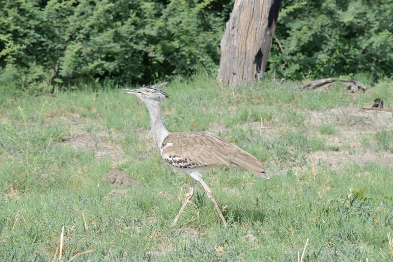 Kori Bustard