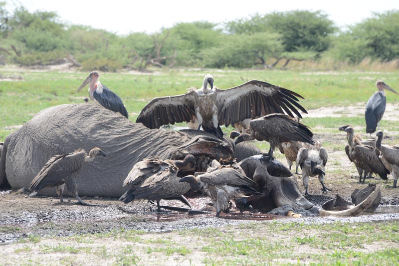 Vultures & Marabous