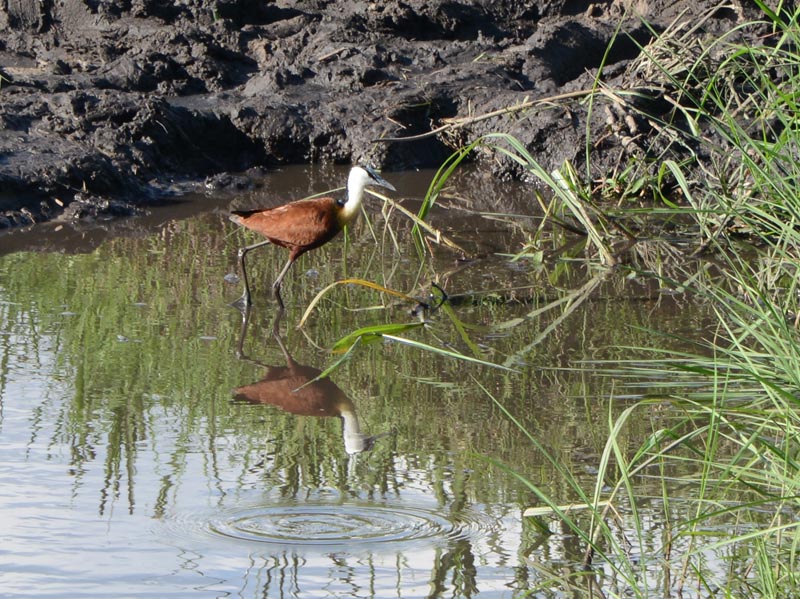 African Jacana