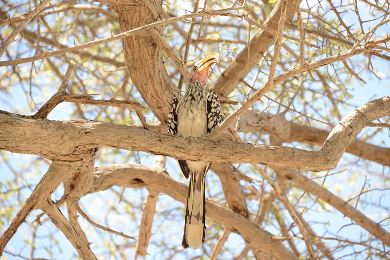 Southern Yellow-billed Hornbill