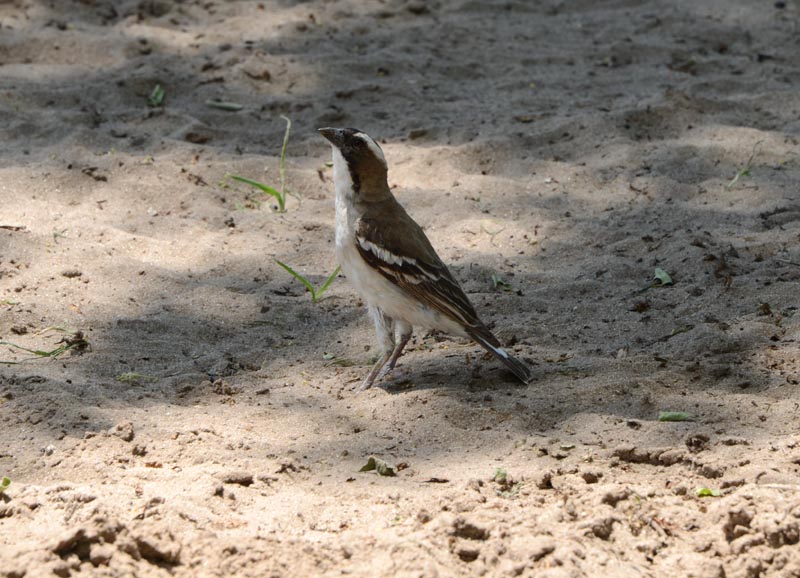 White-browed Sparrow-Weaver