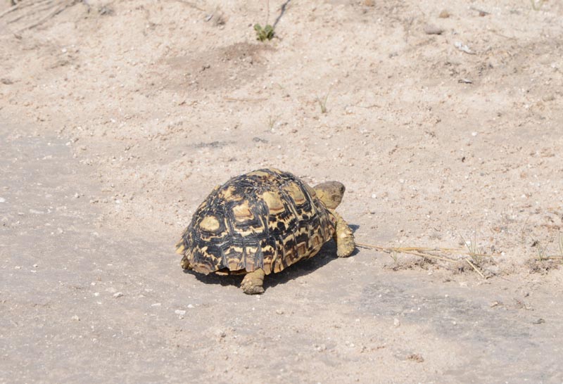Leopard Tortoise