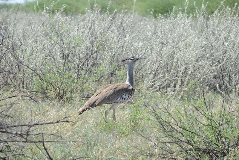 Kori Bustard