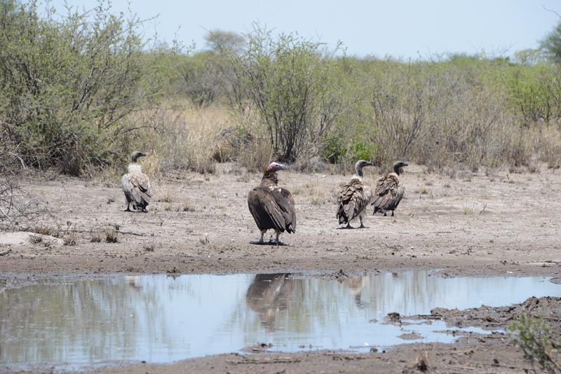 Lappet-faced Vulture & White-backed Vulture