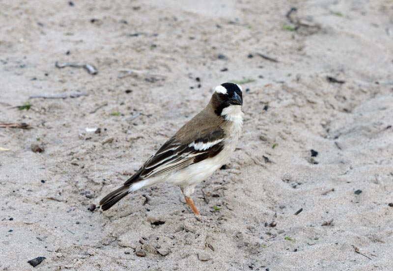 White-browed Sparrow-Weaver