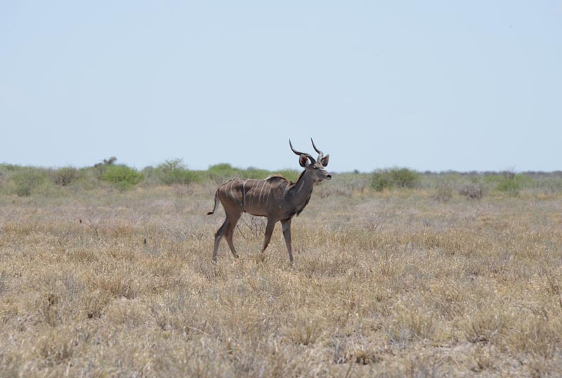 Kudu