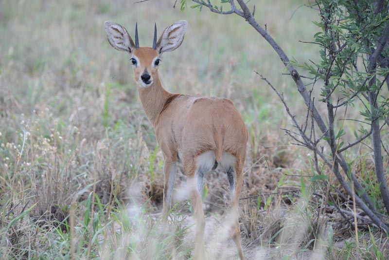 Steenbok
