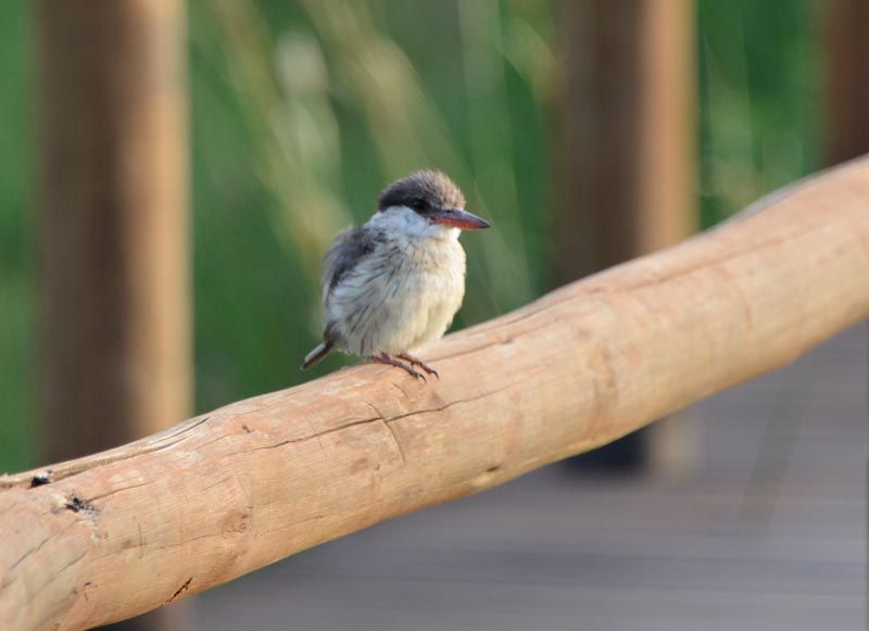 Striped Kingfisher