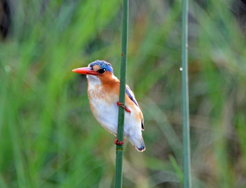 Malachite Kingfisher