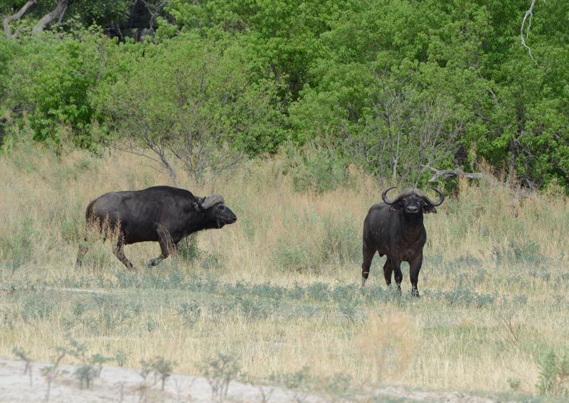 African Buffalo
