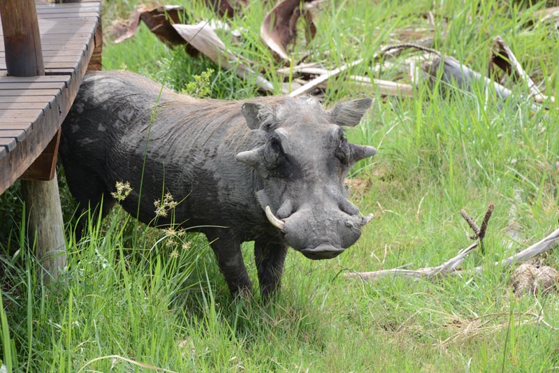 Warthog