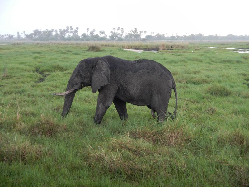 Elephant