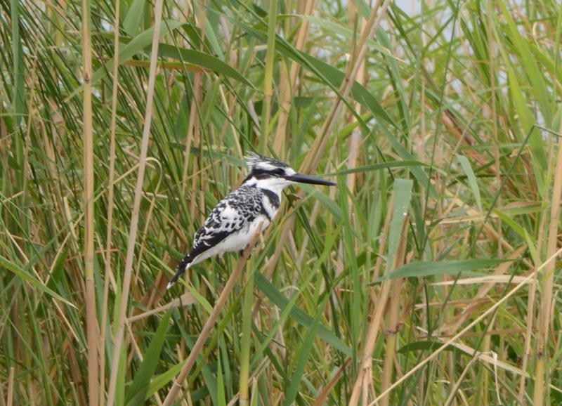 Pied Kingfisher