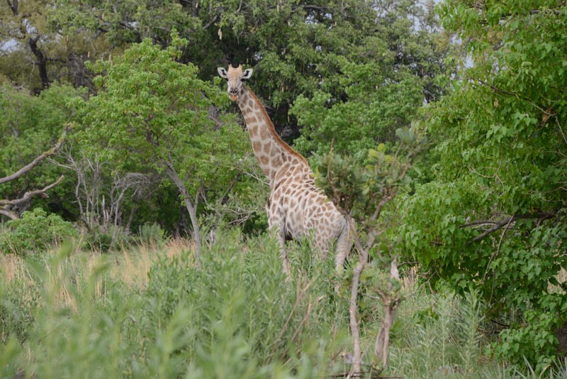 Giraffe