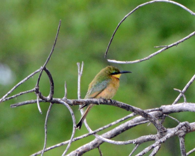 Swallow-tailed Bee-eater