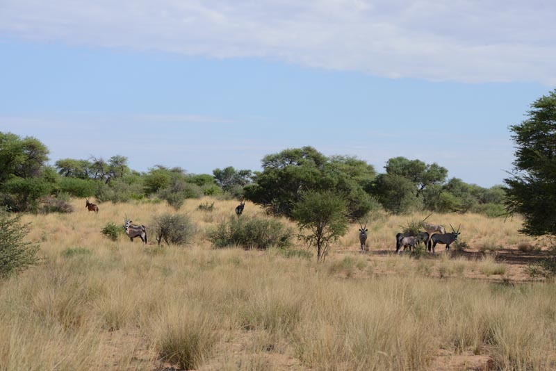 Kgalagadi Transfrontier Park