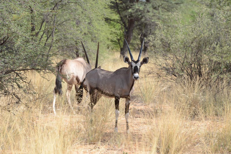 Gemsbok
