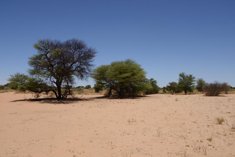 Kgalagadi Transfrontier Park