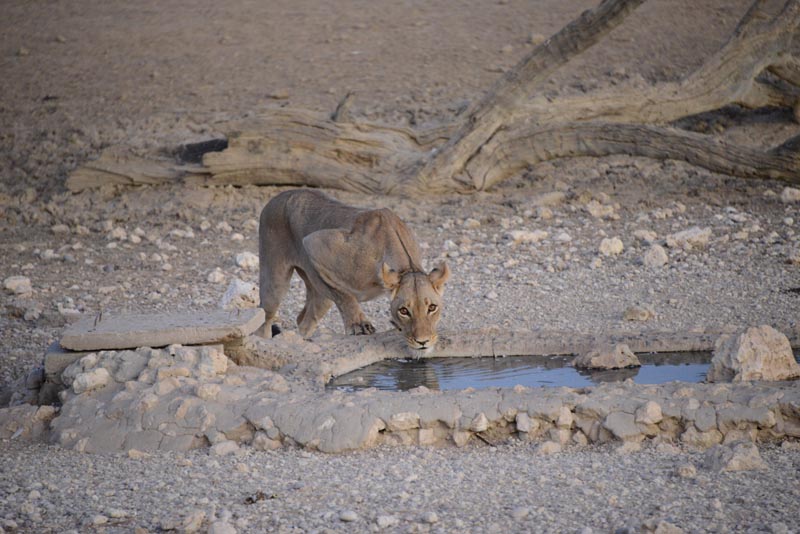 Lion at Nossob Waterhole