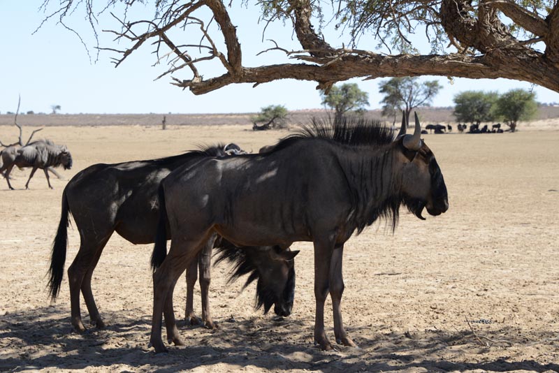 Blue Wildebeest